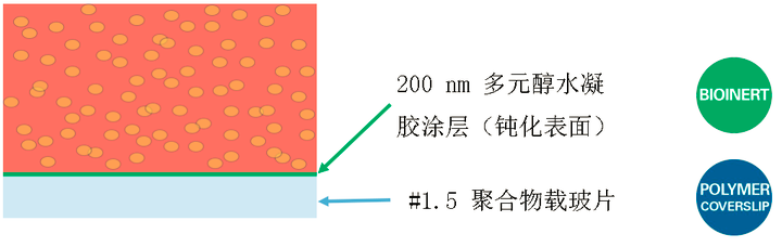 ibidi μ-Pattern 细胞微区块培养初探