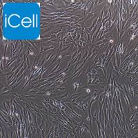 食管癌细胞/免疫荧光鉴定/镜像绮点（Cellverse）