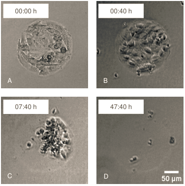 ibidi μ-Pattern 细胞微区块培养初探