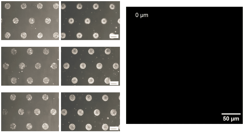 ibidi μ-Pattern 细胞微区块培养初探