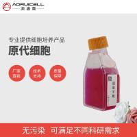 兔脾源性内皮祖细胞