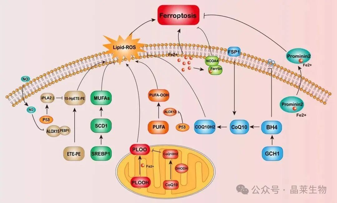 1728898006378387.jpg 640_wx_fmt=jpeg&from=appmsg (2).jpg