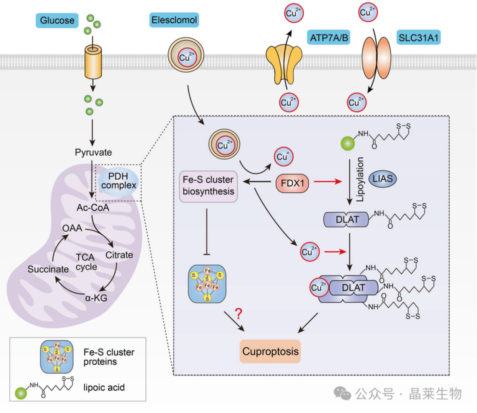 1728898067712779.png 640_wx_fmt=png&from=appmsg.png