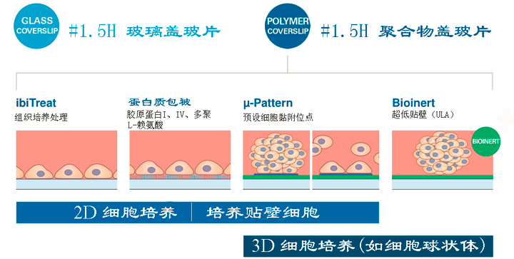 ibidi μ-Pattern 细胞微区块培养初探