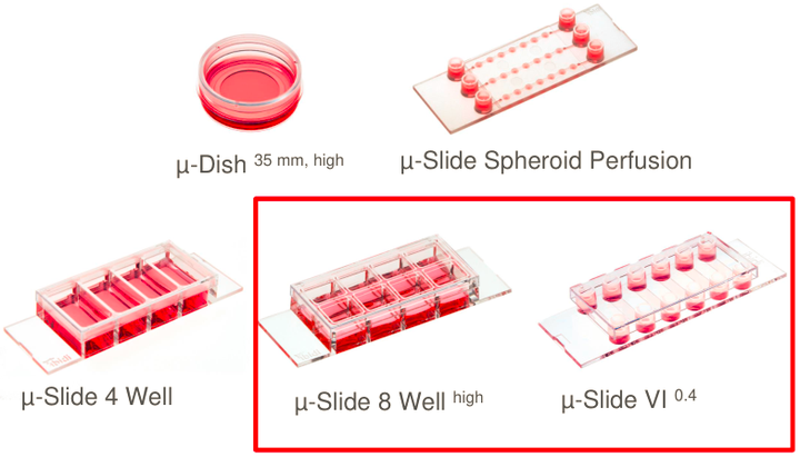 ibidi μ-Pattern 细胞微区块培养初探