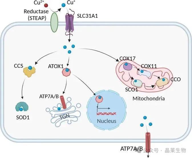 1728898012289287.jpg 640_wx_fmt=jpeg&from=appmsg (3).jpg