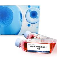 鹿外周血和脐带血DC细胞