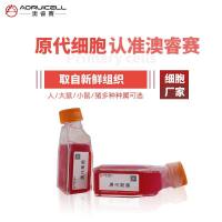 大鼠脊髓成纤维细胞