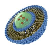 PEG修饰负载奥沙利铂（L-OHP）的脂质体定制