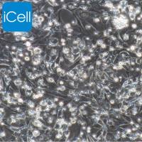 小鼠肝成纤维细胞 | 肝成纤维细胞 | 大鼠肝成纤维细胞 | 免疫荧光鉴定 | 镜像绮点