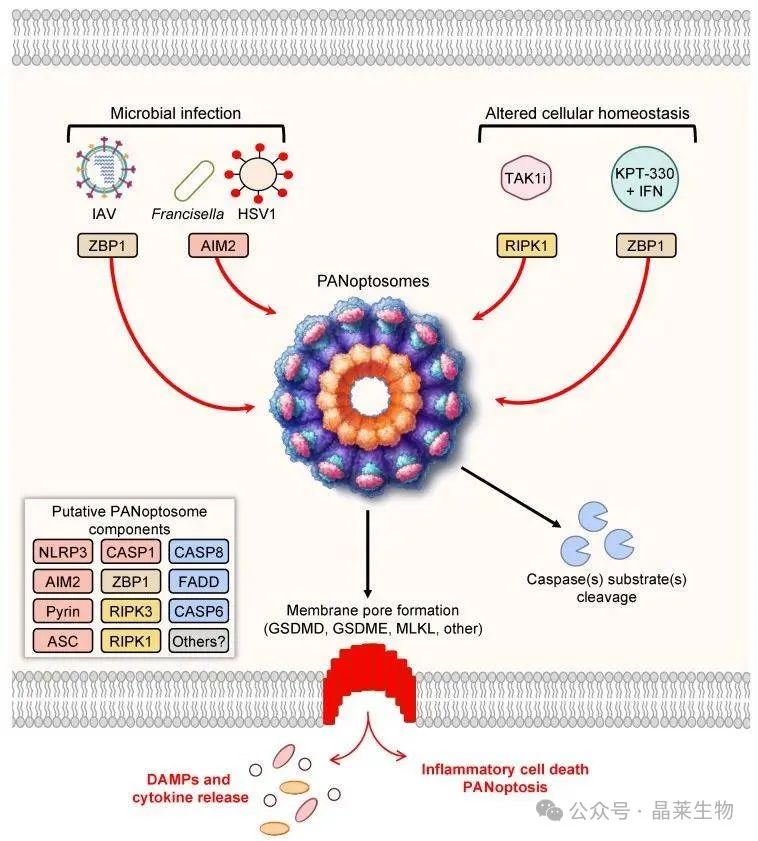 1728898084615394.jpg 640_wx_fmt=jpeg&from=appmsg (4).jpg