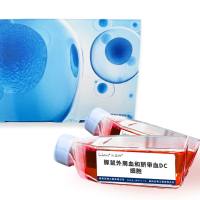 豚鼠外周血和脐带血DC细胞