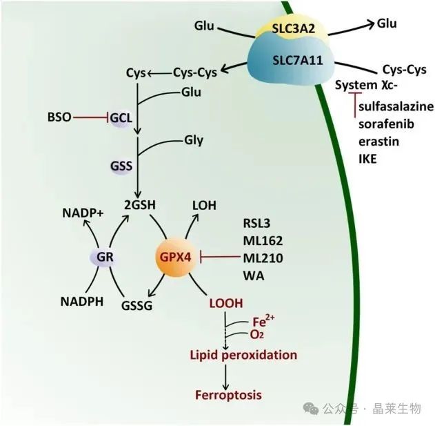 1728898001894104.jpg 640_wx_fmt=jpeg&from=appmsg (1).jpg