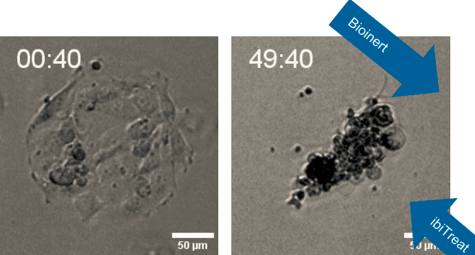 ibidi μ-Pattern 细胞微区块培养初探