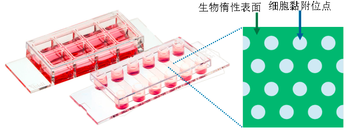 ibidi μ-Pattern 细胞微区块培养初探