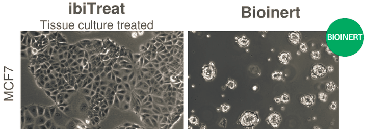 ibidi μ-Pattern 细胞微区块培养初探