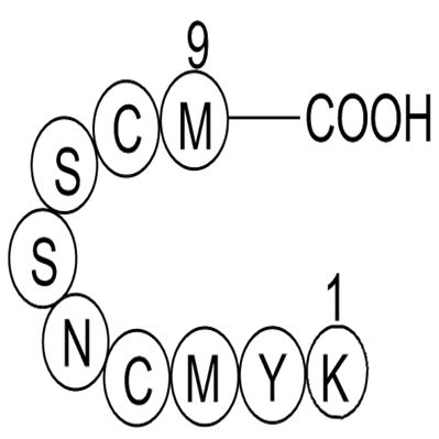 p53 tumor suppressor fragment