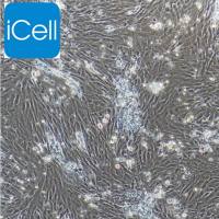 大鼠视网膜muller细胞/免疫荧光鉴定