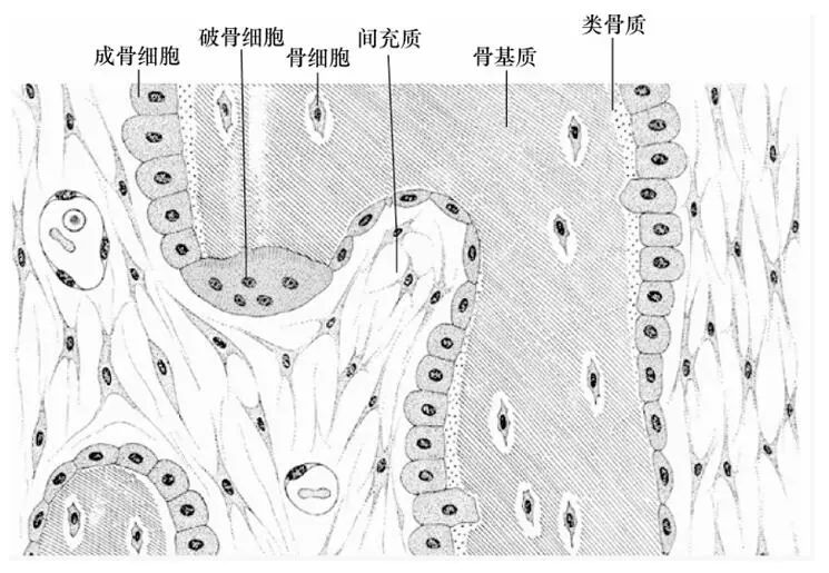 AAV组织特异性—在骨骼系统中的靶向递送策略
