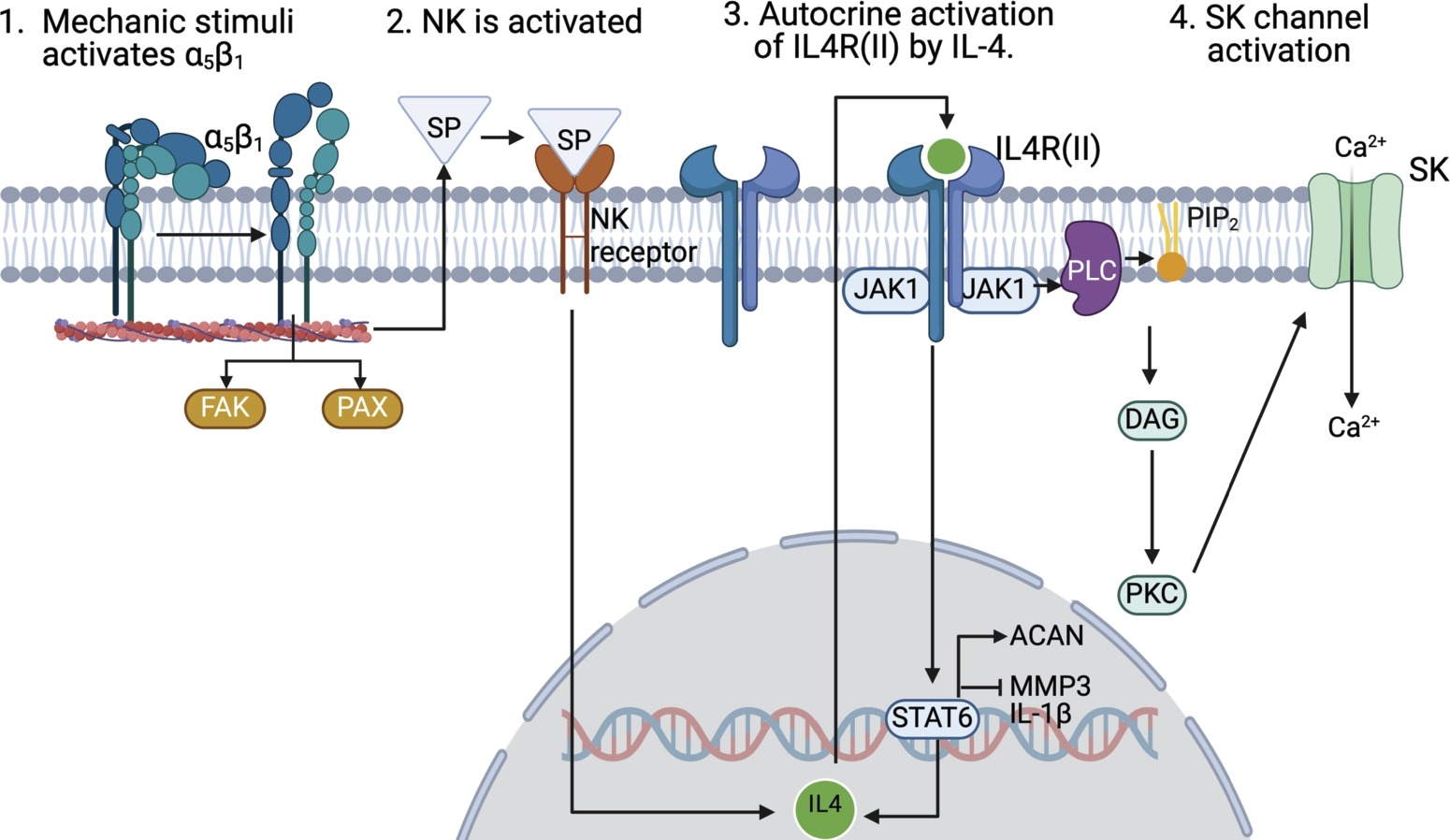 软骨细胞生化介质与机械转导之间的相互作用：揭示原发性膝关节骨关节炎中的差异反应