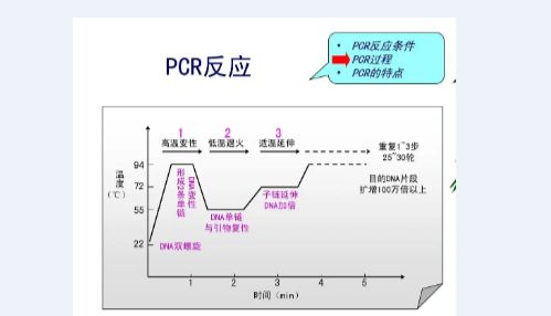 鸡滑液囊支原体(MS)核酸检测试剂盒说明书