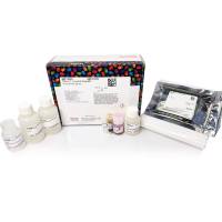 88805赛默飞Pierce交联磁性IP/Co-IP试剂盒40次免疫沉淀Thermo