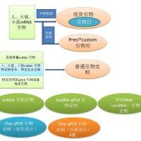Chip qPCR 引物定制（分段设计）4套