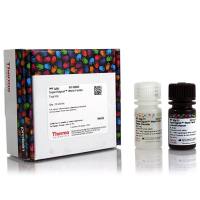 34094/34095/34096赛默飞SuperSignal West Femto超敏底物Thermo