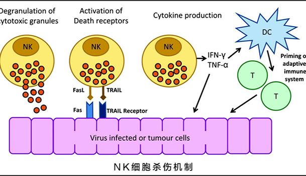 免疫细胞培养攻略之后续研究