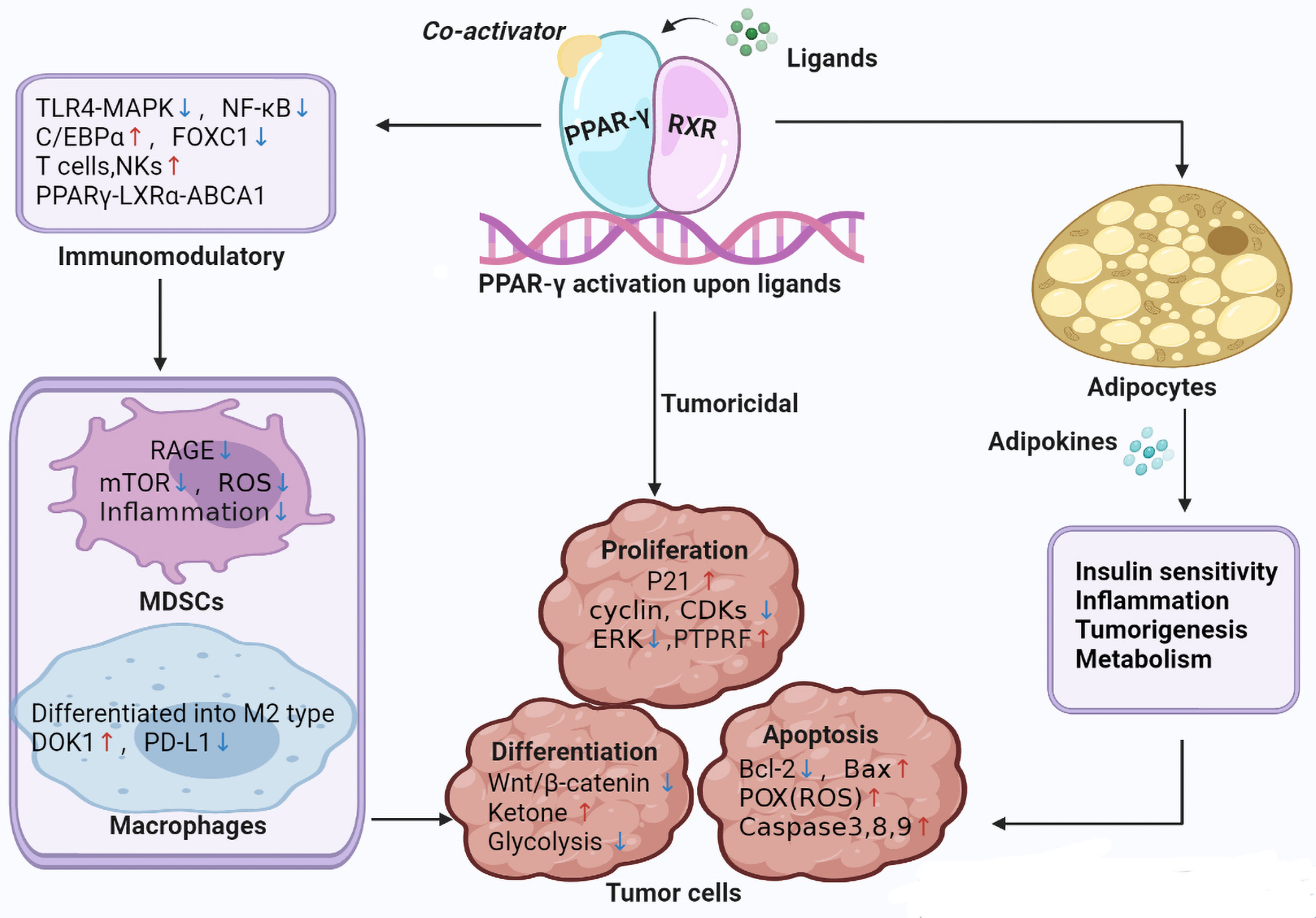PPAR-γ:脂质代谢的关键调节者