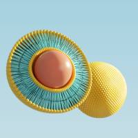 定制抗CD71抗体修饰负载阿霉素（DOX）的脂质体