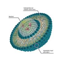 定制抗EGFR单克隆抗体修饰负载美托洛尔（MTX）和吉西他滨（Gem）的脂质体