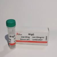 牛IgG