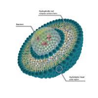 定制转铁蛋白（Tf）修饰负载蛇床子素（Ost）的脂质体