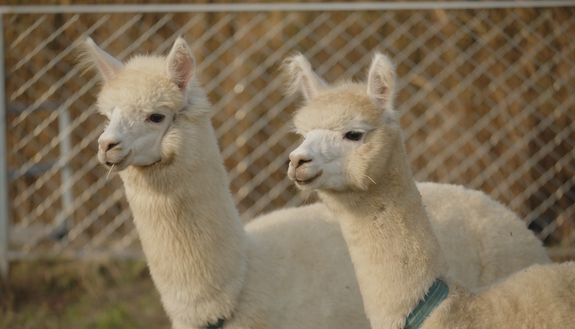 纳米抗体开发的技术方法有哪些？