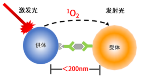 人白介素-2受体(hIL-2R)检测试剂盒(均相发光法)