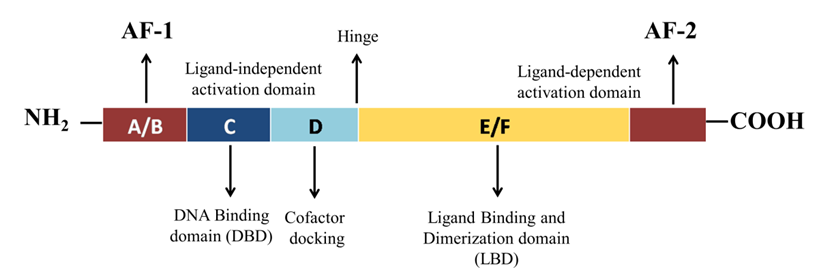 PPAR-γ:脂质代谢的关键调节者