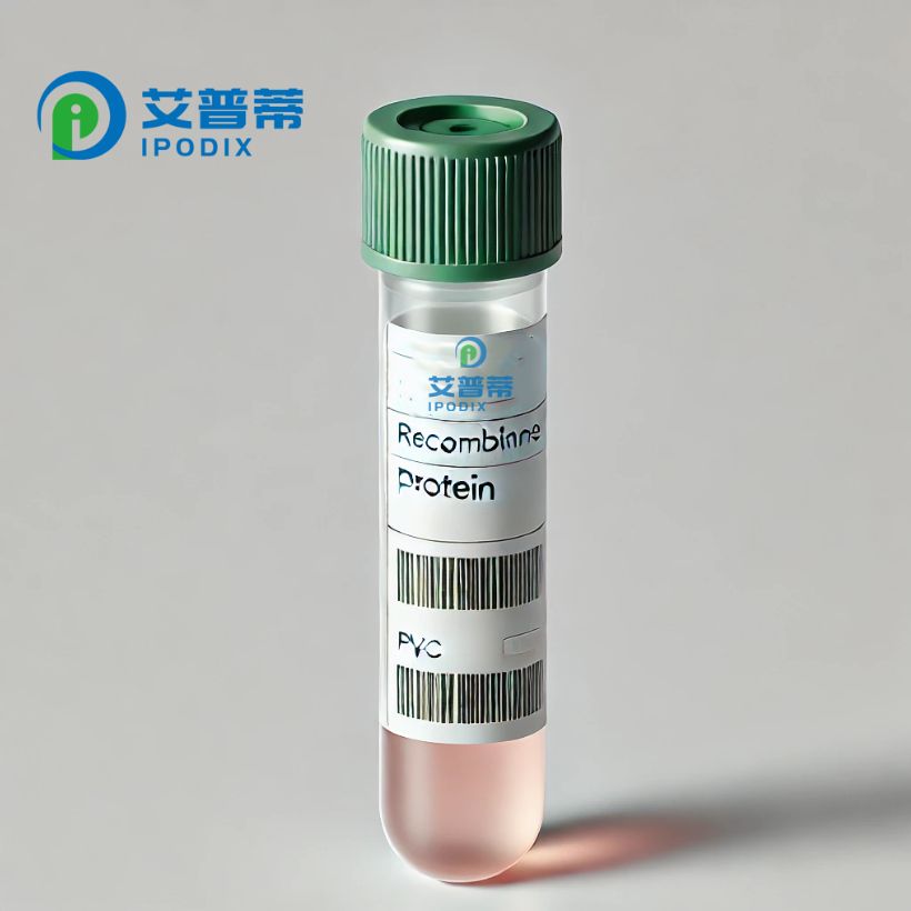 ddl蛋白,ddl重组蛋白;Human ddl protein