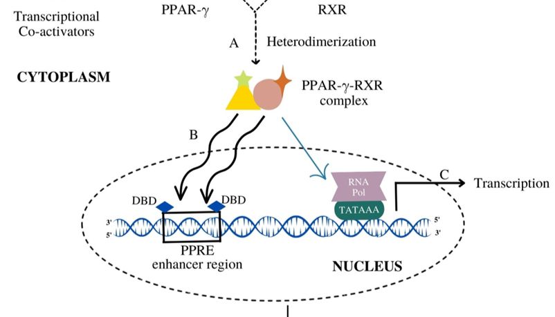 PPAR-γ：脂质代谢的关键调节者