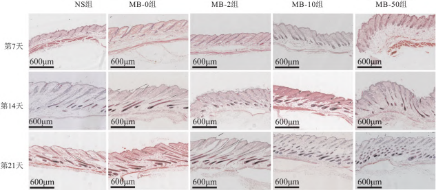 动物脱毛模型:医疗美容研究之不长发那些事儿