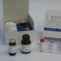 豚鼠黄体激素(LH)ELISA试剂盒