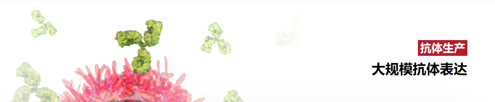 大规模重组抗体表达