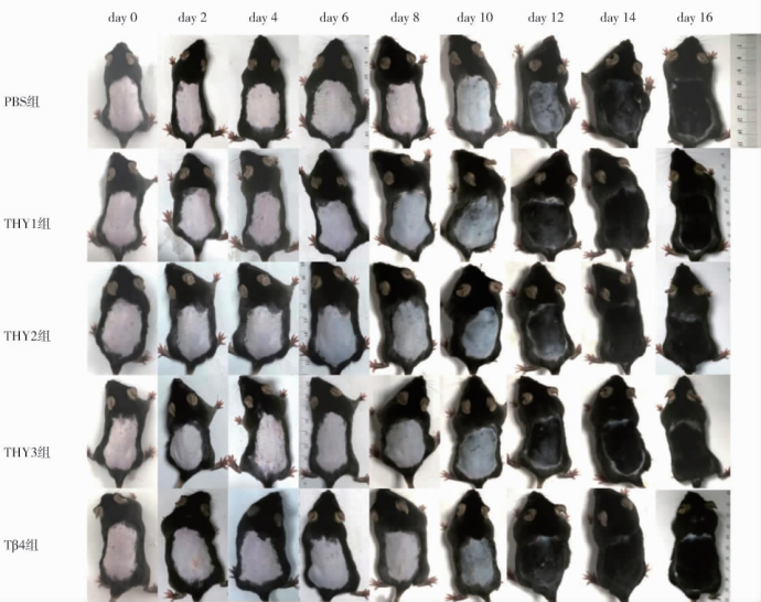 动物脱毛模型:医疗美容研究之不长发那些事儿