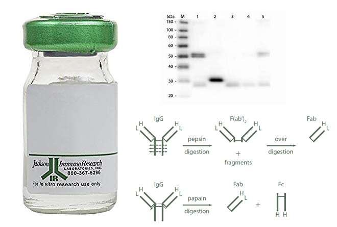 Jackson Fab片段单链二抗 Jackson Fab片段单链二抗