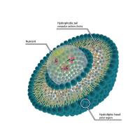 负载布比卡因(BUP)的脂质体