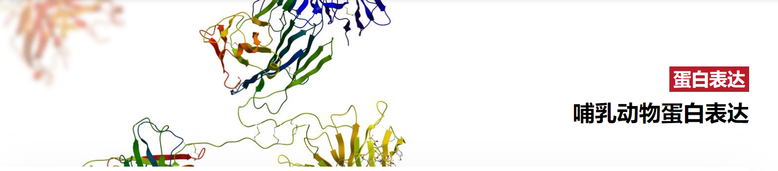 哺乳动物细胞蛋白表达