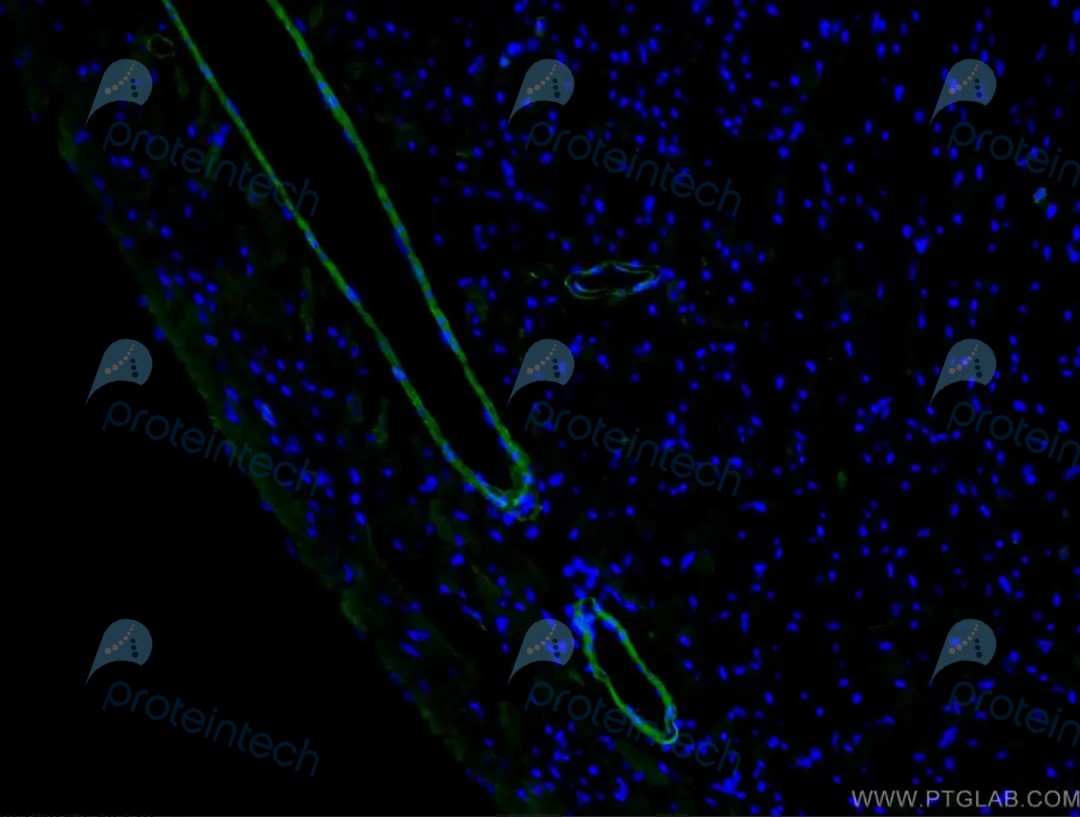 免疫荧光(IF)技术指南
