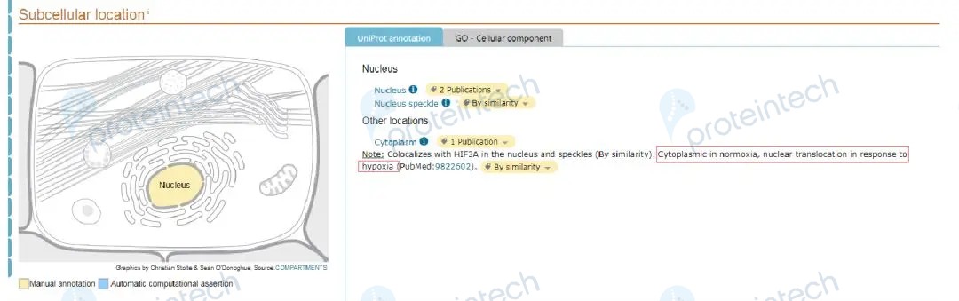 免疫荧光(IF)技术指南