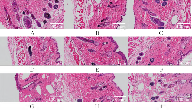 动物脱毛模型:医疗美容研究之不长发那些事儿