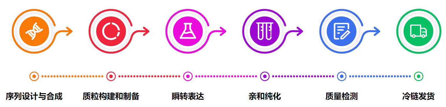 哺乳动物细胞蛋白表达